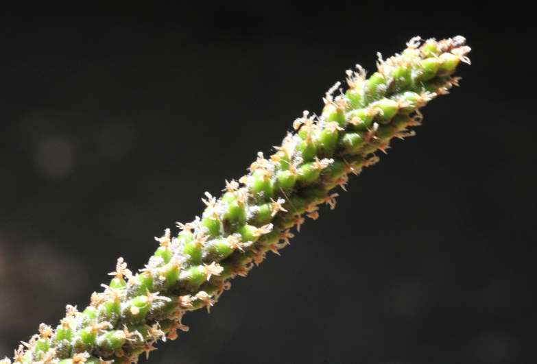 Plantago major / Piantaggine maggiore